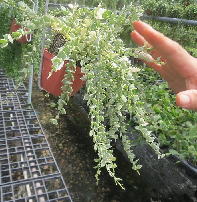 Disc.hart variegata.jpg