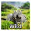 Thumbnail: Wild
