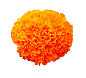 Cempa.png
