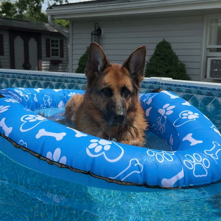 The Best Durable Pool Float for Dogs: A Review of Ada's Favorite Birthday Gift