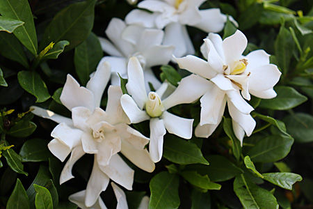 2025年6月20日　甘い香りを放つコクチナシ