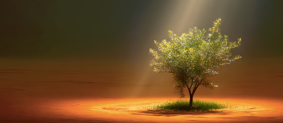 The Olive Tree: God’s Symbol of Covenant and Inclusion