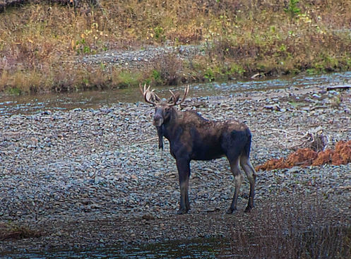 Bull Moose in the Absorakas