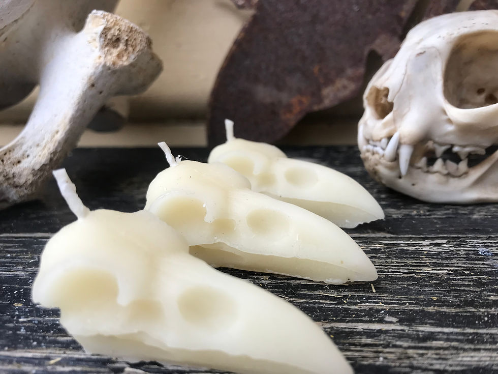 Thumbnail: Raven skull candle