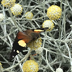 IMG_2154.JPEG