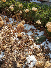 Caramel Popcorn Balls