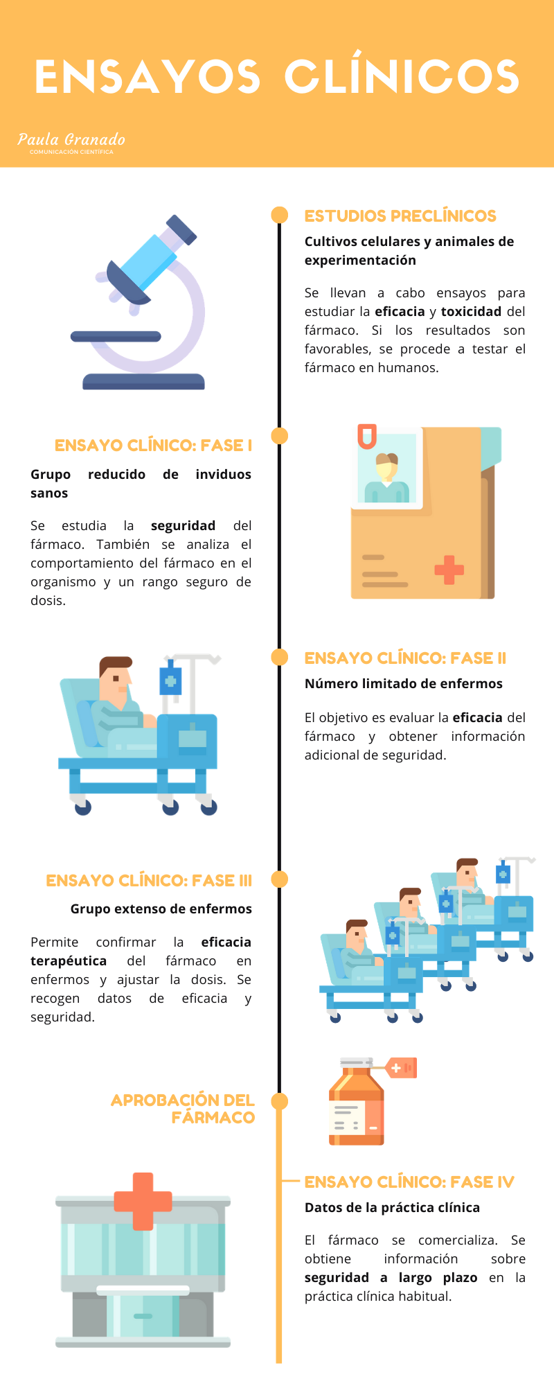 Infografía sobre ensayos clínicos: estudios preclínicos y fase I, fase II, fase III y fase IV.