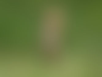 Retratando la cara más cómica de la fauna