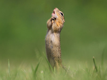 Retratando la cara más cómica de la fauna