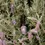 Thumbnail: ReRoot - Essential Oil Blend
