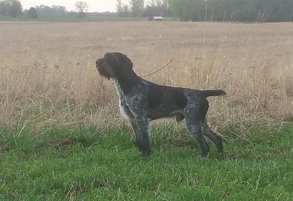 Cooper vom BrandherdIMG-6972.JPG