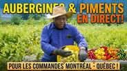 RÉCOLTE D'AUBERGINES, PIMENT EN DIRECT POUR LES COMMANDES MONTREAL - QUEBEC