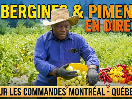 LIVE EGGPLANT AND PEPPER HARVEST FOR MONTREAL AND QUEBEC ORDERS