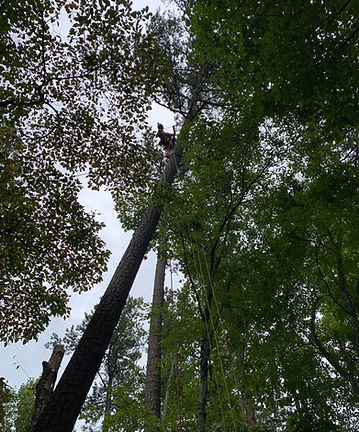 uprooting pine.jpg