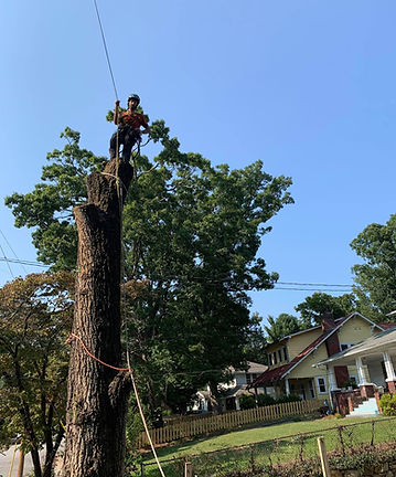 Siberian elm.jpg