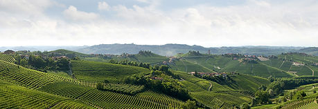 barolo.cons3.jpeg