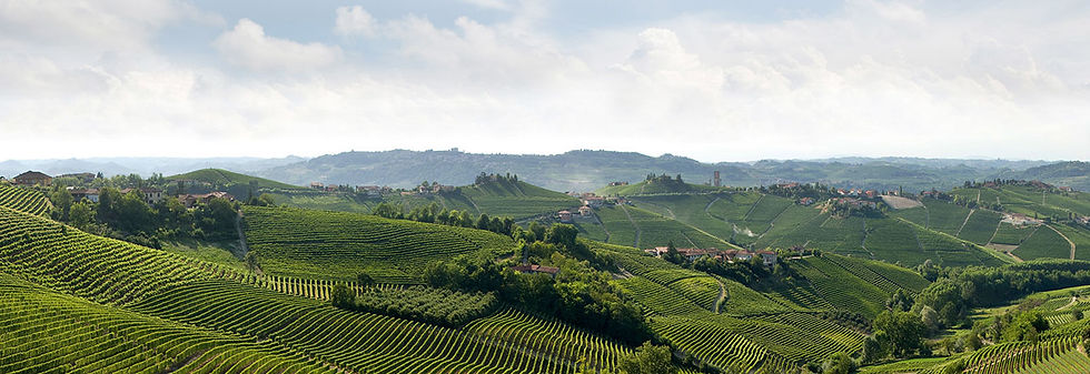 barolo.cons3.jpeg