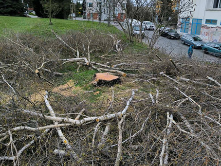 Kácení stromů kvůli Taškentu