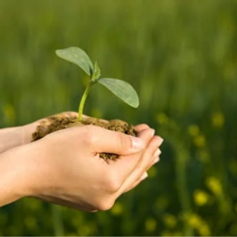 saplings.PNG