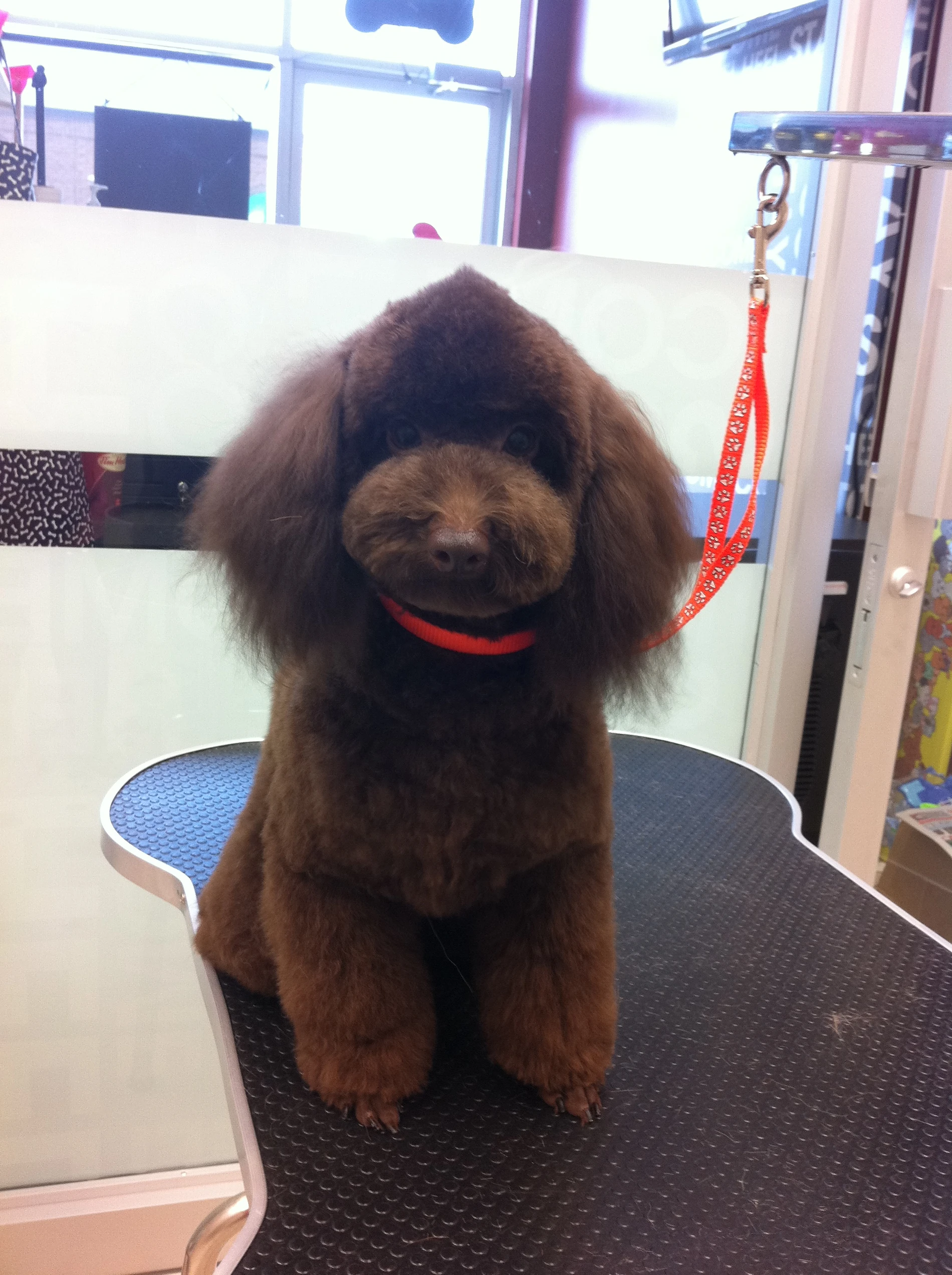 dog grooming north york