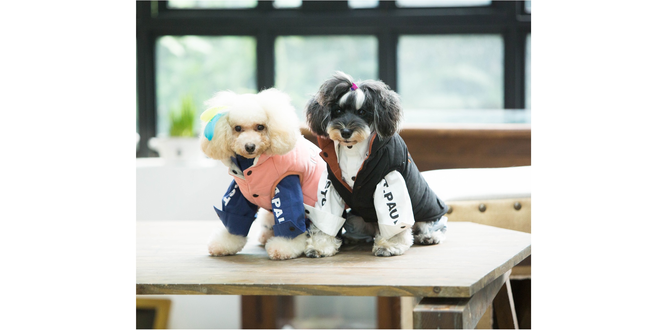 dog grooming north york