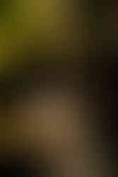 Ripe at Levitate Music Festival 2025 - Day one