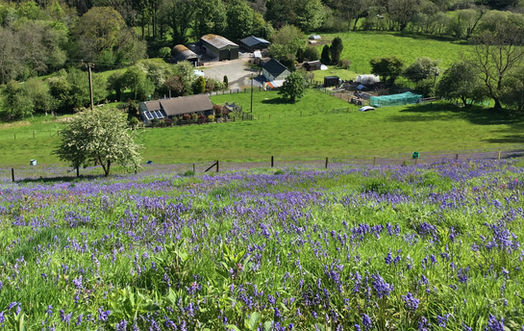 View of the smallholding