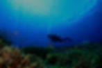 Diver int he Reef_edited_edited_edited_edited.jpg