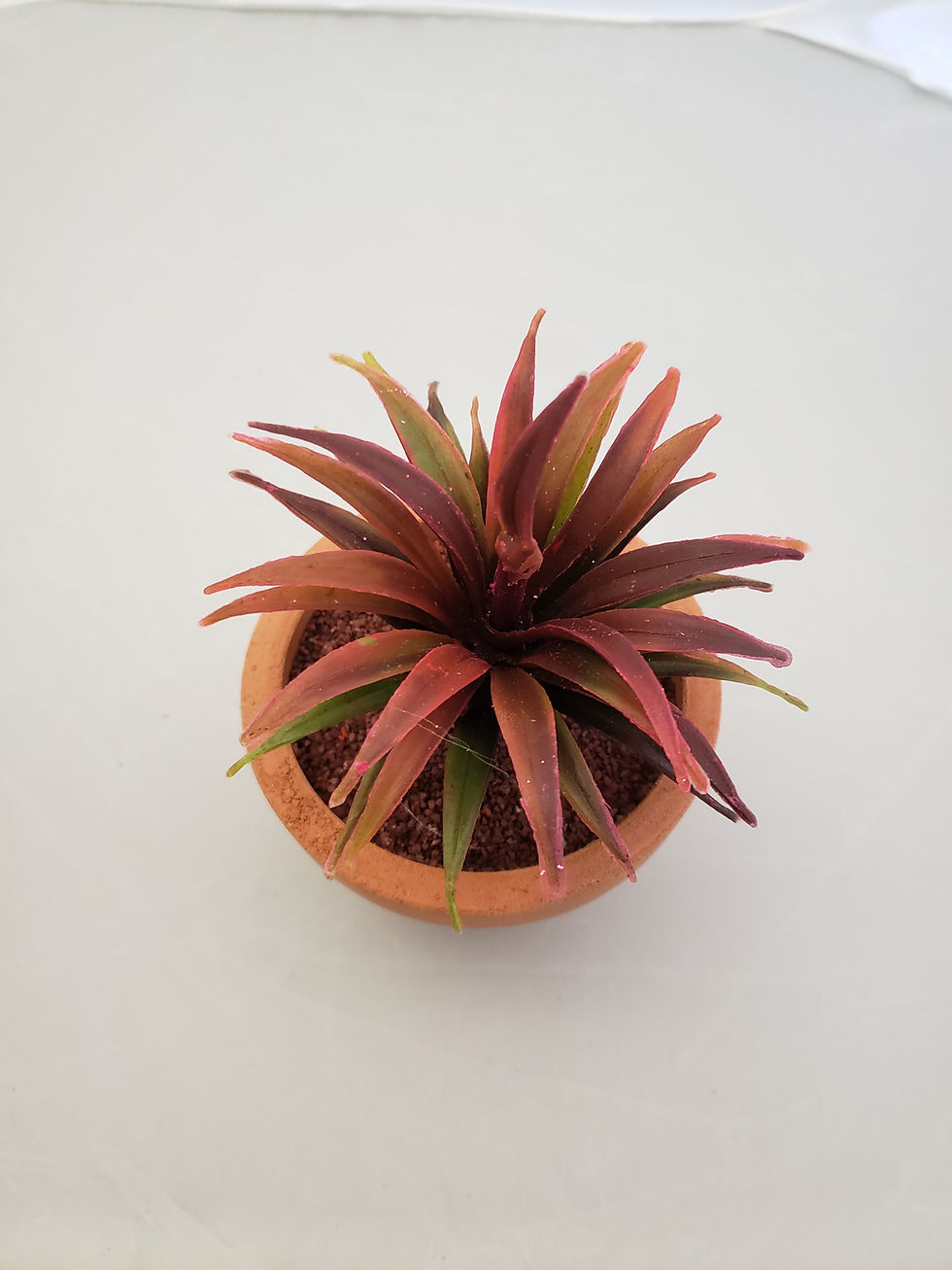 Miniatura: AGAVE GDE S/MACETA