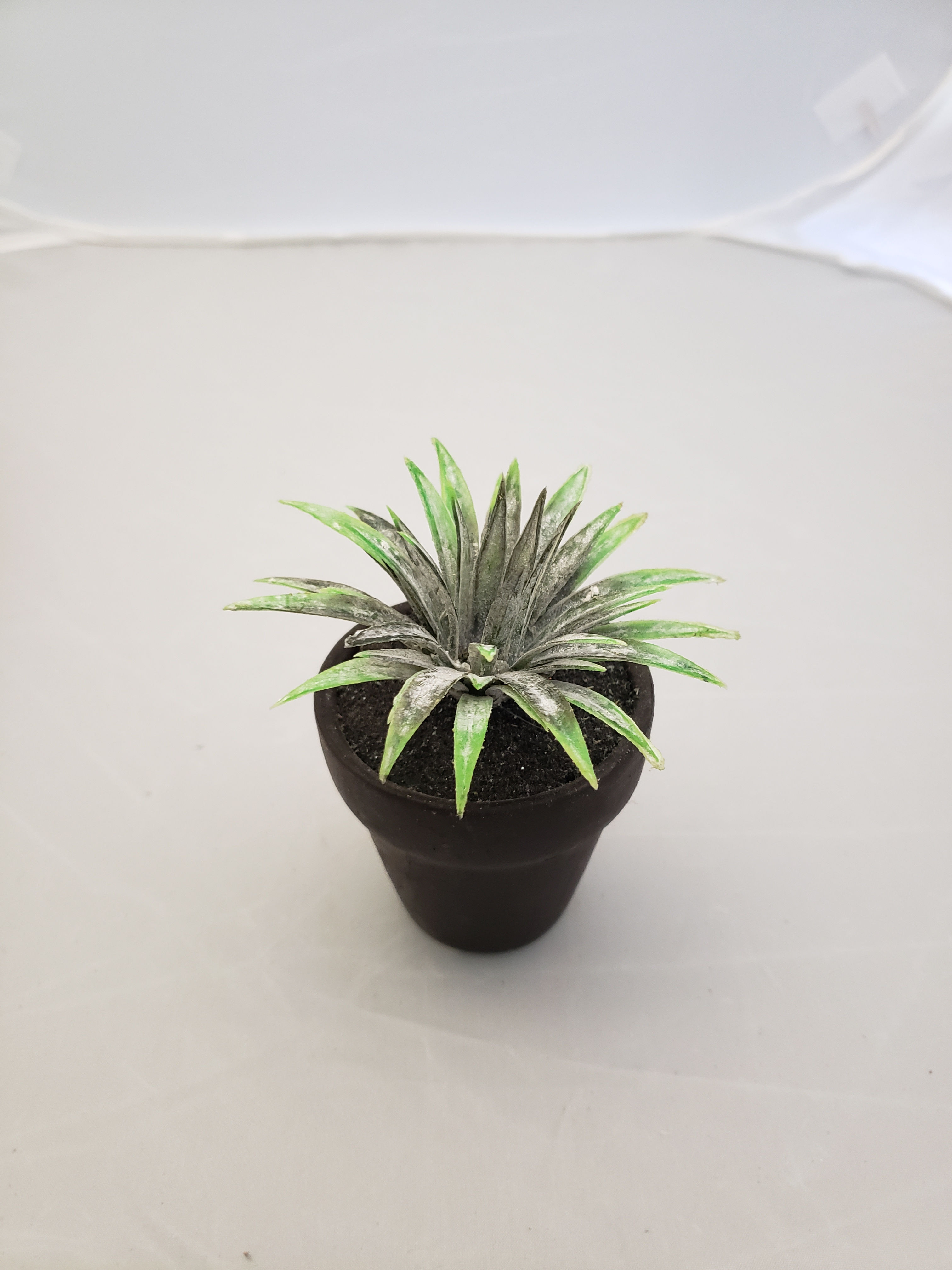 CACTUS MAGUEY S/MACETA