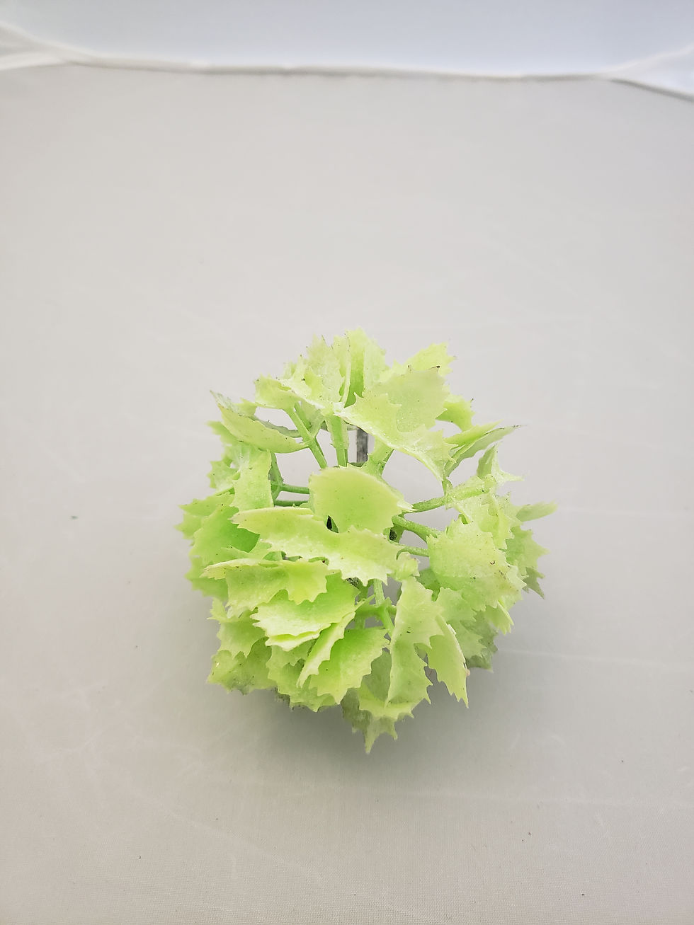 Miniatura: SUCULENTA BIZNAGA S/MACETA