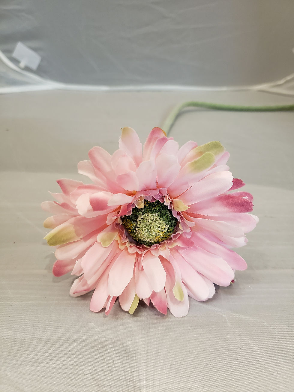 Miniatura: RS2075 VARA DE GERBERA SHASTA