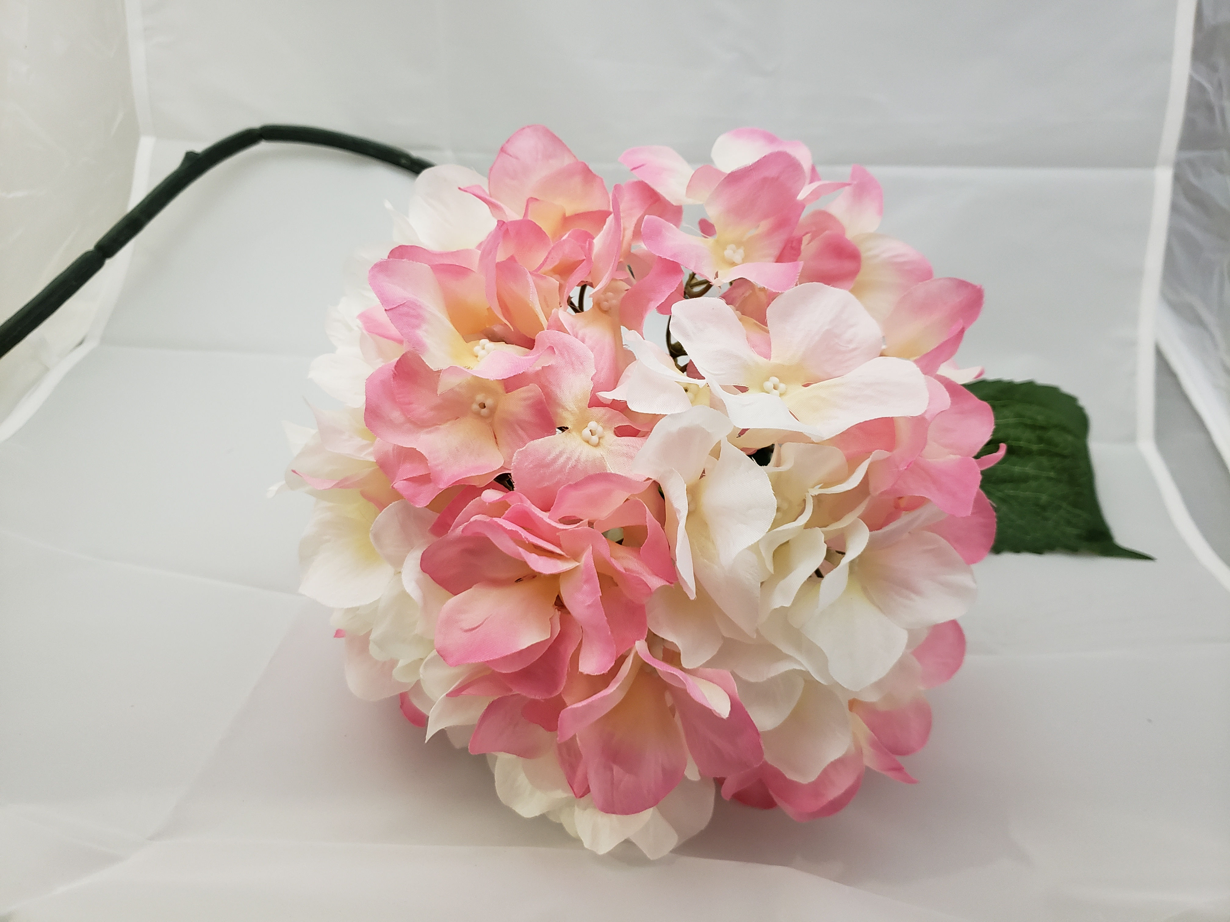 SH07 HORTENSIA GIGANTE