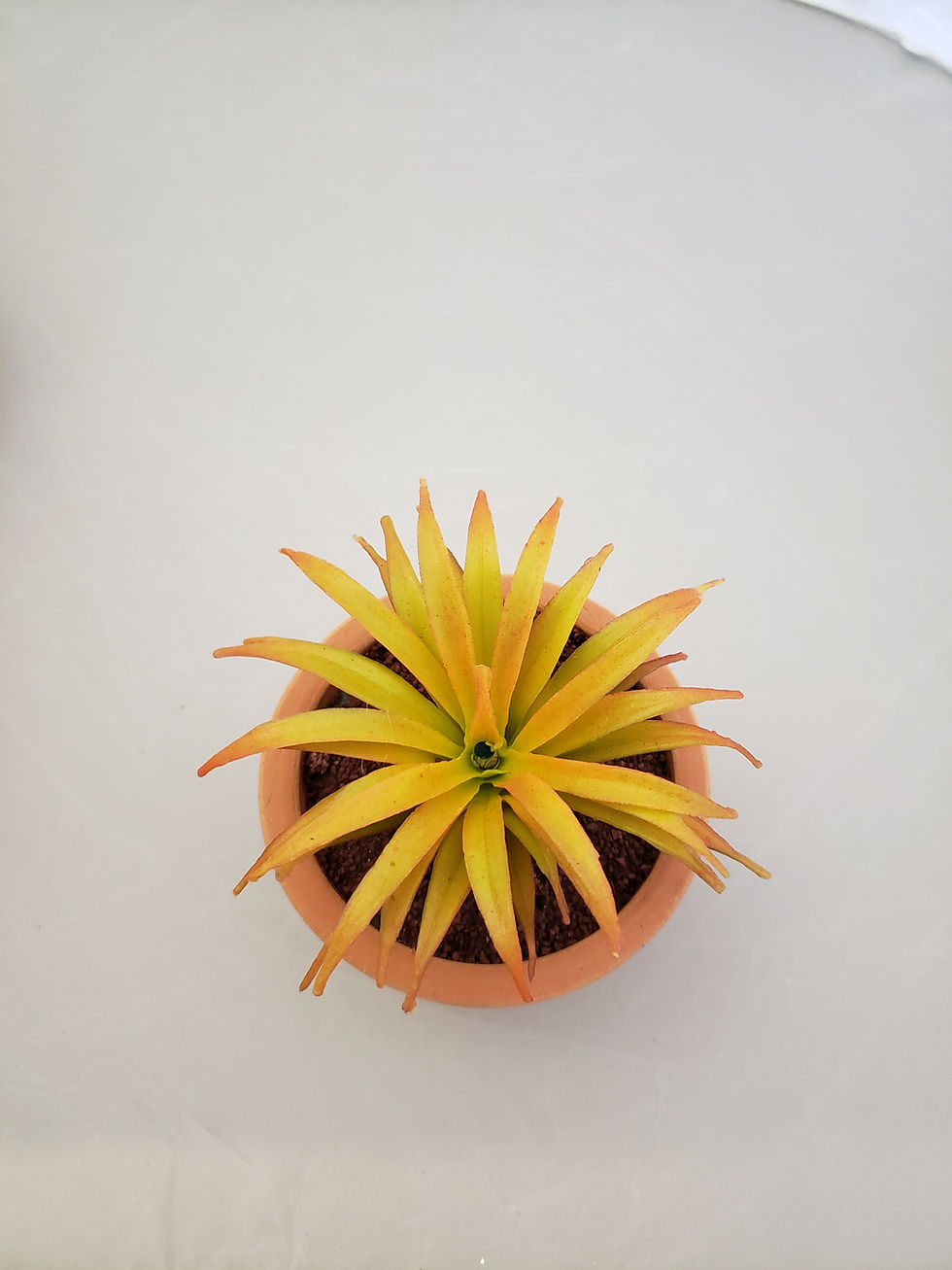Miniatura: AGAVE GDE S/MACETA