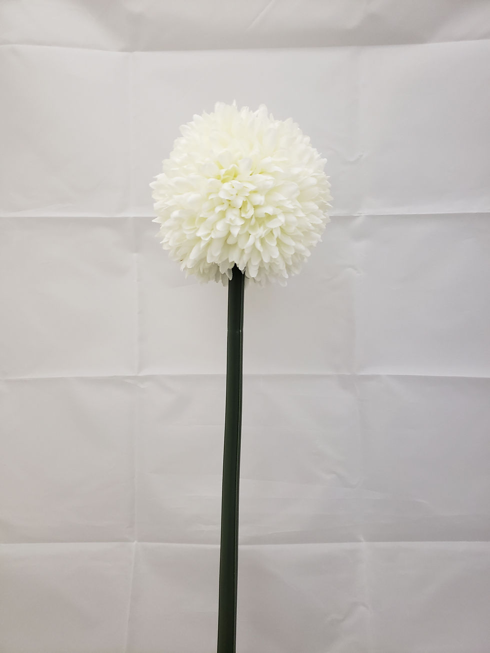 Miniatura: SH08 VARA DALIA POMPON