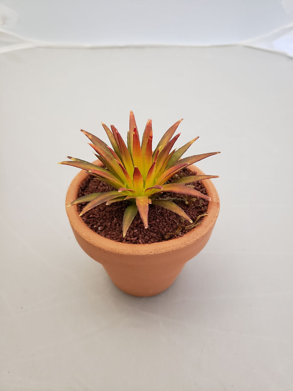 Miniatura: CACTUS MAGUEY S/MACETA