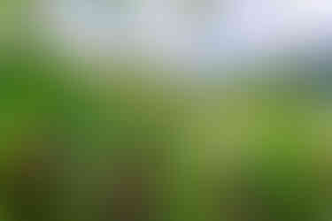 Musée de la banane-36.jpg