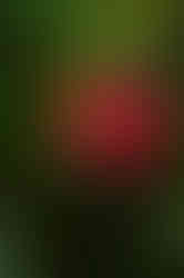 Musée de la banane-7.jpg