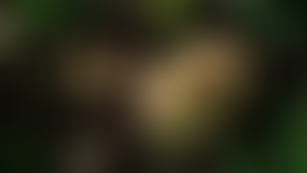 【黃綠奇異果,你愛吃哪款?】