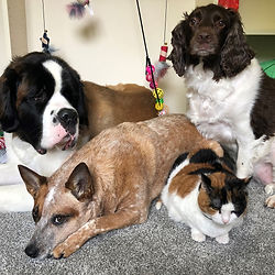 Melanie Bailey Pets.jpg