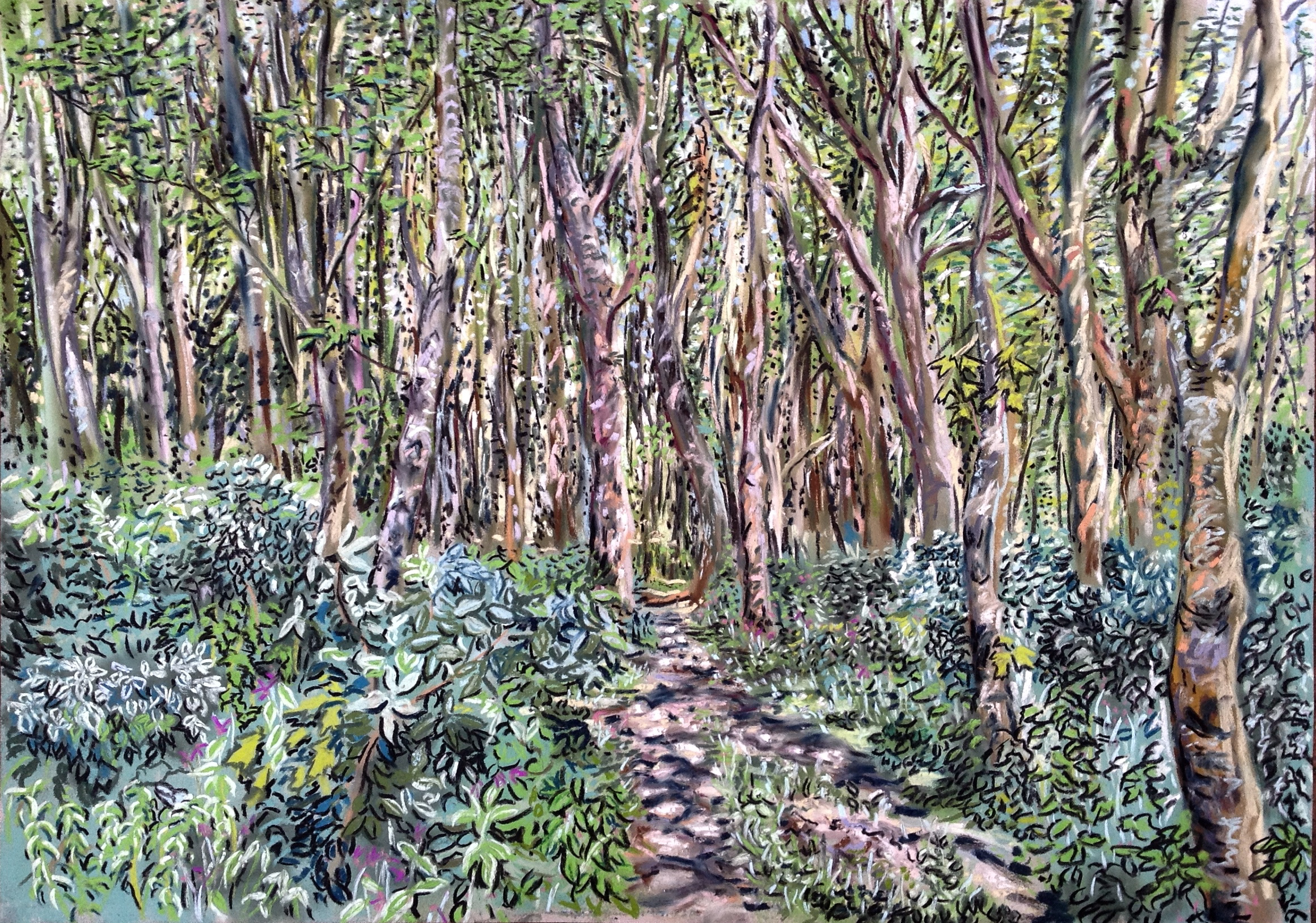 Woodland path