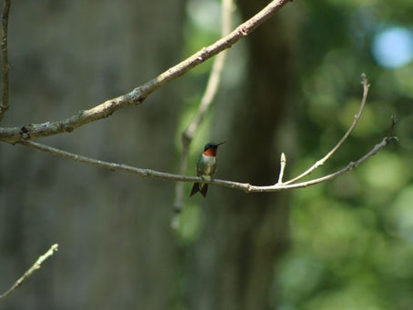 Through the Eyes | Hailey Apperson