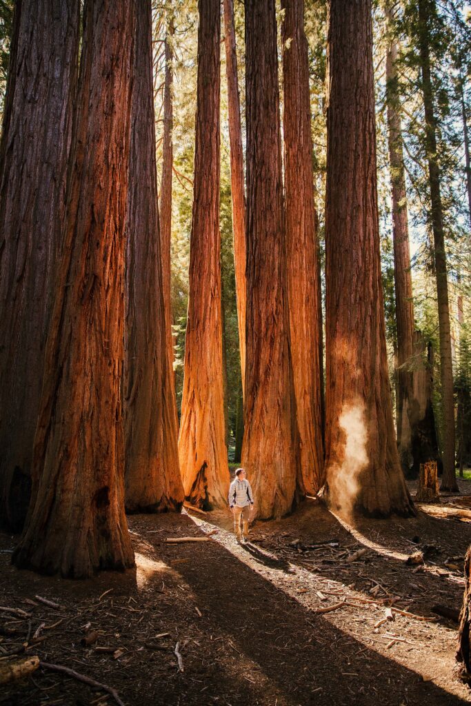 redwood trees