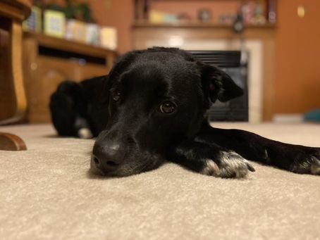 Sleepy Dog | Alex Reed