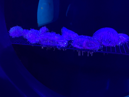 Fish | Glimmer Garubba