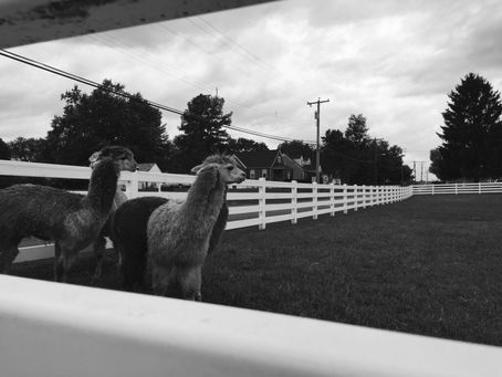 A Day on the Farm | Morgan Sauer