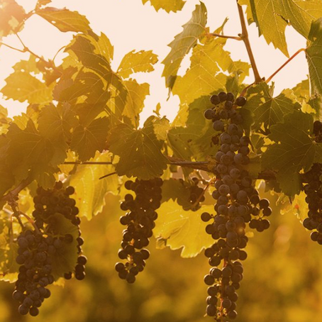 Six Colorado Wines to Enjoy this Spring