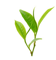Tea Leaves