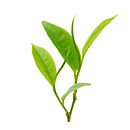 茶葉