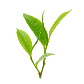 Grüner Teeblätter